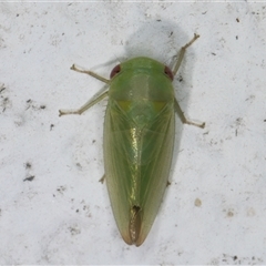 Batracomorphus sp. (genus) (An Iassinae leafhopper) at Melba, ACT - 22 Dec 2024 by kasiaaus