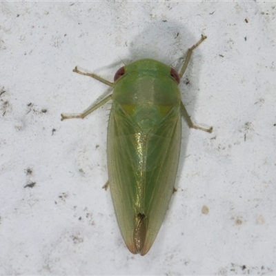 Cicadellidae (family) at Melba, ACT - 22 Dec 2024 by kasiaaus