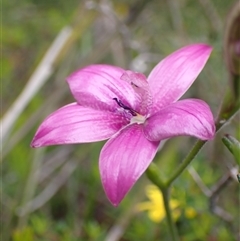 Elythranthera emarginata (Pink Enamel Orchid) at Dunsborough, WA - 12 Oct 2024 by AnneG1