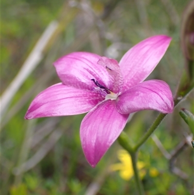 Elythranthera emarginata (Pink Enamel Orchid) at Dunsborough, WA - 12 Oct 2024 by AnneG1