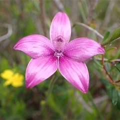 Elythranthera emarginata at Dunsborough, WA - 12 Oct 2024