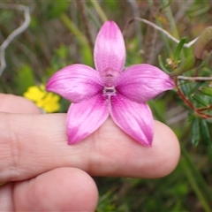 Elythranthera emarginata at Dunsborough, WA - 12 Oct 2024