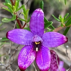 Elythranthera brunonis (Purple Enamel Orchid) at Dunsborough, WA - 11 Oct 2024 by AnneG1