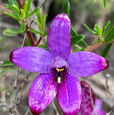 Elythranthera brunonis (Purple Enamel Orchid) at Dunsborough, WA - 12 Oct 2024 by AnneG1