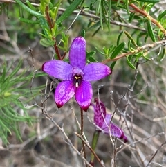 Elythranthera brunonis at Dunsborough, WA - suppressed