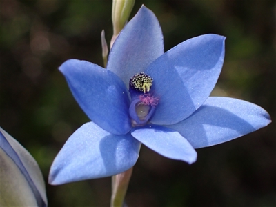 Thelymitra crinita (Blue Lady Orchid) at Dunsborough, WA - 13 Oct 2024 by AnneG1