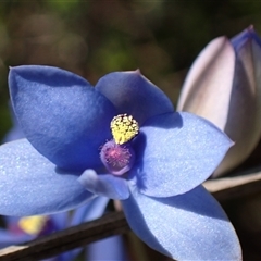 Thelymitra crinita at Dunsborough, WA - suppressed