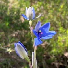 Thelymitra crinita at Dunsborough, WA - 13 Oct 2024