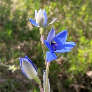 Thelymitra crinita at Dunsborough, WA - 13 Oct 2024