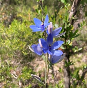 Thelymitra crinita at Dunsborough, WA - 13 Oct 2024