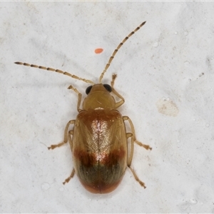 Monolepta australis at Melba, ACT - 22 Dec 2024