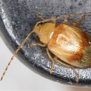 Monolepta australis at Melba, ACT - 22 Dec 2024