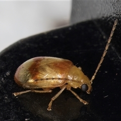 Monolepta australis at Melba, ACT - 22 Dec 2024