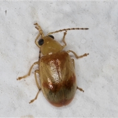 Monolepta australis at Melba, ACT - 22 Dec 2024