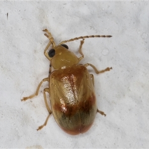 Monolepta australis at Melba, ACT - 22 Dec 2024