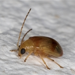 Monolepta australis at Melba, ACT - 22 Dec 2024