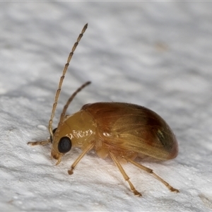 Monolepta australis at Melba, ACT - 22 Dec 2024