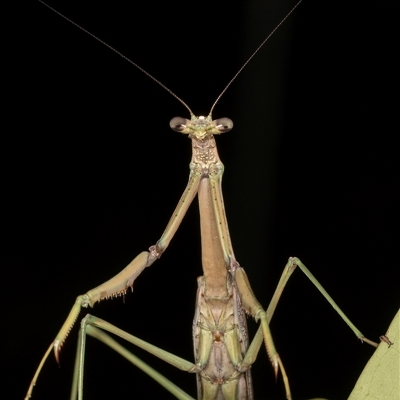 Archimantis sp. (genus) at Melba, ACT - 22 Dec 2024 by kasiaaus