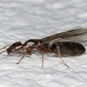 Anonychomyrma sp. (genus) at Melba, ACT - 22 Dec 2024