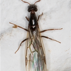 Anonychomyrma sp. (genus) at Melba, ACT - 22 Dec 2024