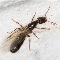 Anonychomyrma sp. (genus) at Melba, ACT - 22 Dec 2024