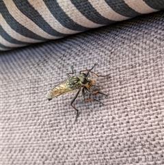 Unidentified Robber fly (Asilidae) at Hackett, ACT - 25 Dec 2024 by WalterEgo