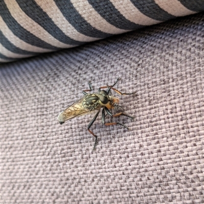 Unidentified Robber fly (Asilidae) at Hackett, ACT - 25 Dec 2024 by WalterEgo