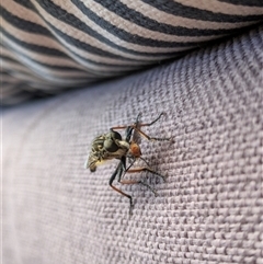 Asilinae sp. (subfamily) at Hackett, ACT - 25 Dec 2024 01:37 PM