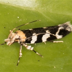 Limnaecia camptosema (Cosmopterigid) at Melba, ACT - 22 Dec 2024 by kasiaaus