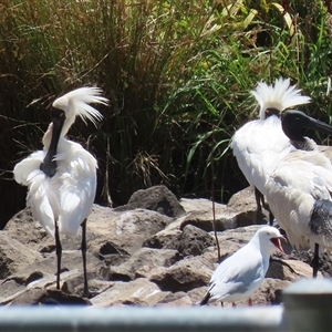 Platalea regia at Monash, ACT - 27 Dec 2024 01:48 PM