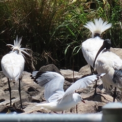 Platalea regia at Monash, ACT - 27 Dec 2024 01:48 PM