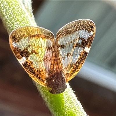 Scolypopa australis (Passionvine hopper, Fluffy bum) at Aranda, ACT - 27 Dec 2024 by Jubeyjubes