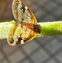 Scolypopa australis at Aranda, ACT - 27 Dec 2024 04:40 PM