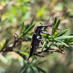 Rhinotia bidentata (Two-spot Rhinotia weevil) at Bungendore, NSW - 27 Dec 2024 by clarehoneydove