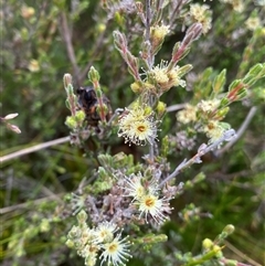 Kunzea muelleri (Yellow Kunzea) at Jagungal Wilderness, NSW - 23 Dec 2024 by NedJohnston