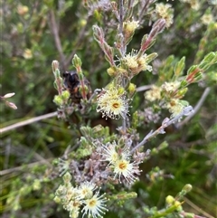 Kunzea muelleri at Jagungal Wilderness, NSW - 22 Dec 2024 by NedJohnston