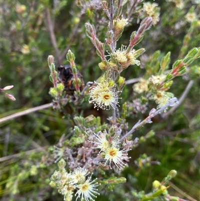 Kunzea muelleri (Yellow Kunzea) at Jagungal Wilderness, NSW - 23 Dec 2024 by NedJohnston