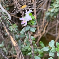 Westringia lucida (Shining Westringia) at Jagungal Wilderness, NSW - 23 Dec 2024 by NedJohnston