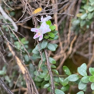 Westringia lucida at Jagungal Wilderness, NSW - 23 Dec 2024