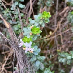 Westringia lucida at Jagungal Wilderness, NSW - 23 Dec 2024