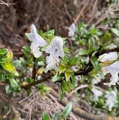 Prostanthera walteri at Jagungal Wilderness, NSW - 22 Dec 2024 by NedJohnston