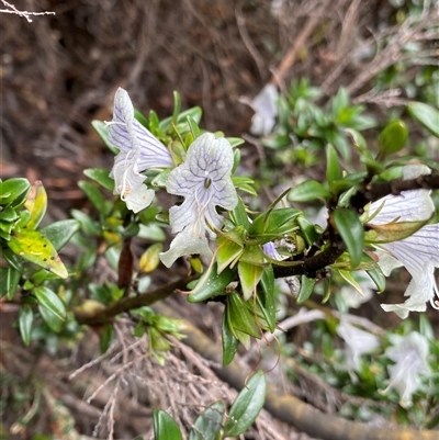 Prostanthera walteri at Jagungal Wilderness, NSW - 22 Dec 2024 by NedJohnston