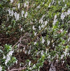 Prostanthera walteri at suppressed - 23 Dec 2024