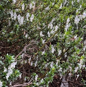 Prostanthera walteri at suppressed - 23 Dec 2024