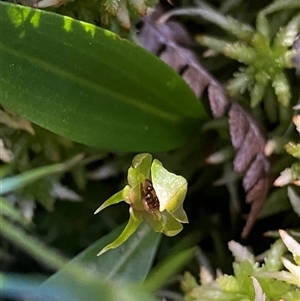 Chiloglottis cornuta at Jagumba, NSW - suppressed