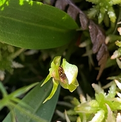 Chiloglottis cornuta at Jagumba, NSW - suppressed