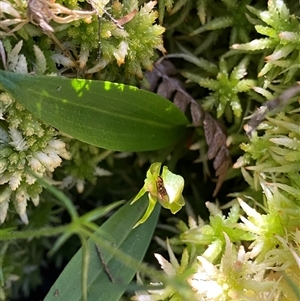 Chiloglottis cornuta at Jagumba, NSW - suppressed