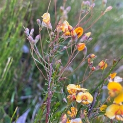 Dillwynia palustris at Jagumba, NSW - 22 Dec 2024 by NedJohnston