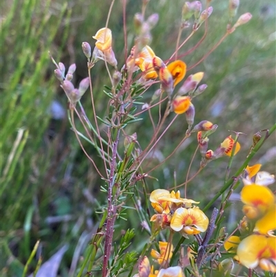 Dillwynia palustris (Swamp Parrot Pea) at Jagumba, NSW - 22 Dec 2024 by NedJohnston