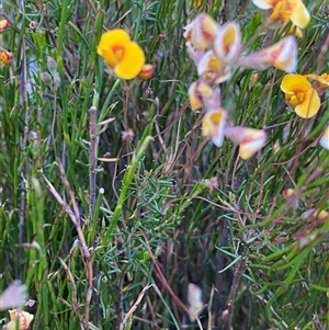 Dillwynia palustris at Jagumba, NSW - 22 Dec 2024